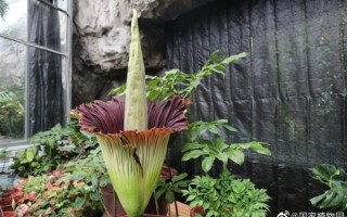 世界上最大最臭的花 组团开放了！央视科普：巨魔芋一生只开三四次