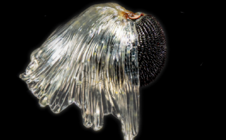 什么 蚂蚁竟然也能“种地”？！