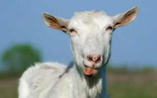 紧跟热点的套路 女子求职被HR要求转钱学羊了个羊通关技巧