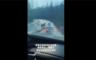 女子误把二哈当狼哭着报警 网友笑趴：哈士奇遇到伯乐了
