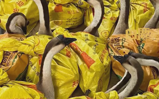 奇葩公司发大鹅当年货 员工开心又无奈：放公司很吵