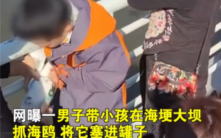 家长带男孩抓海鸥硬生生塞进罐子 惹网友众怒：应善待动物