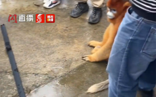 国宝级待遇！金丝猴弄坏车顶行李架：路人摸头安慰