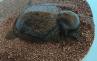 甲鱼被蚊子咬了一口 头竟然肿成个球！