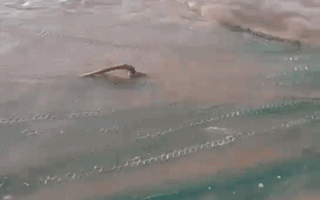 渔民捕获一条50多公斤野生中华鲟终放生 和恐龙同时期：网友点赞 直呼成精了