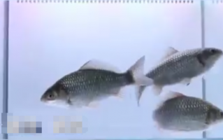 中科院团队创制出无刺喜头鱼 吃货再也不怕鱼刺卡喉了