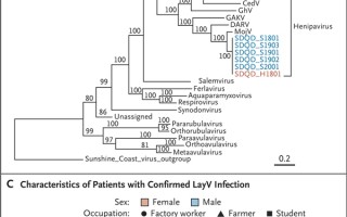 中国发现新人畜共患病毒“琅琊” 暂未确定可否人传人