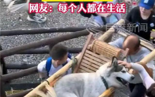 主人雇轿夫抬累瘫的哈士奇上山引争议：女子心善 还是狗比人高贵？