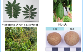 15年攻关！世界首个龙眼与荔枝杂交新品种诞生：取名脆蜜