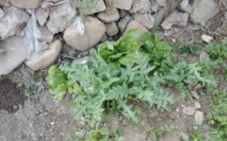 媒体：见到这种“菜”立即报警 看看长什么样？遇到这样的千万别吃！