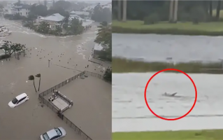 实拍飓风伊恩袭美：海水倒灌 鲨鱼游上街道