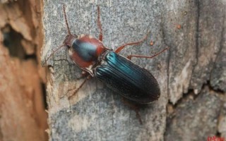 全球首现！四川一地发现新物种：长得特别好看