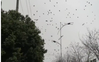 成都现飞鸟撞树现象 网友疑灾害前兆 专家：没撞上