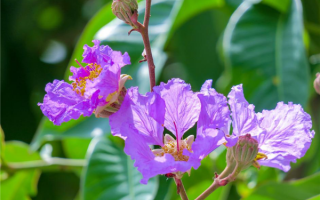 猴子都爬不上去 这种树超怕“挠痒痒” 快去试试！