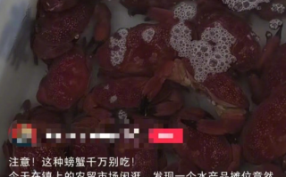 蓝环章鱼后又现毒螃蟹 正直爱洁蟹听说过没？体内会累计毒素