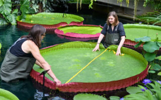 世界上最大的睡莲被发现：在众目睽睽之下藏了177年