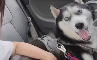 成都一女子拼车拼到哈士奇：司机友情提醒别挤到它