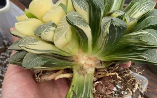 上海宝山一盆市价10万多肉被偷 品相极其罕有：最终竟被养死 网友唏嘘