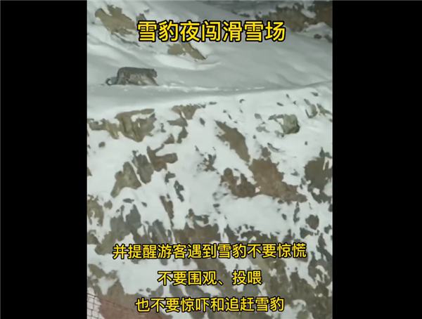 一级保护动物新疆雪豹夜闯滑雪场 当地负责人回应称第一次见：专家分析原因-第1张图片-9158手机教程网