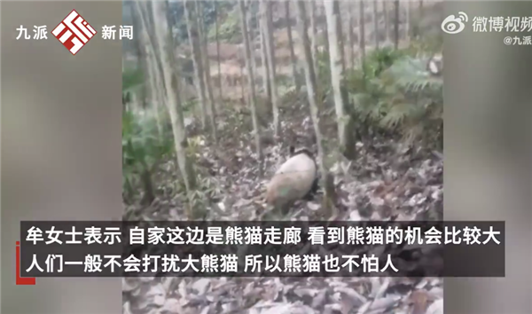 四川女子回娘家屋旁偶遇大熊猫直言激动 并不怕人：官方称饿了找吃的-第2张图片-9158手机教程网