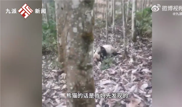 四川女子回娘家屋旁偶遇大熊猫直言激动 并不怕人：官方称饿了找吃的-第3张图片-9158手机教程网