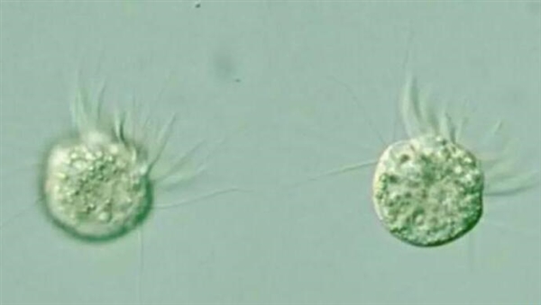 科学家首次发现“专吃病毒”的生物：改变人类看待病毒的方式-第1张图片-9158手机教程网