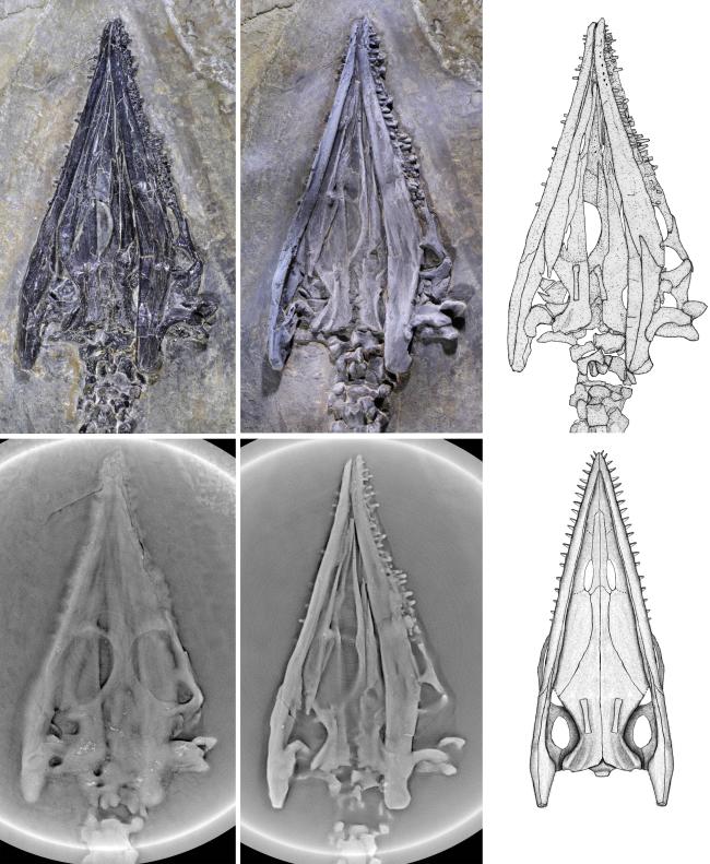 我国科学家在云南发现2.44亿年前“奇异罗平龙”-第2张图片-9158手机教程网