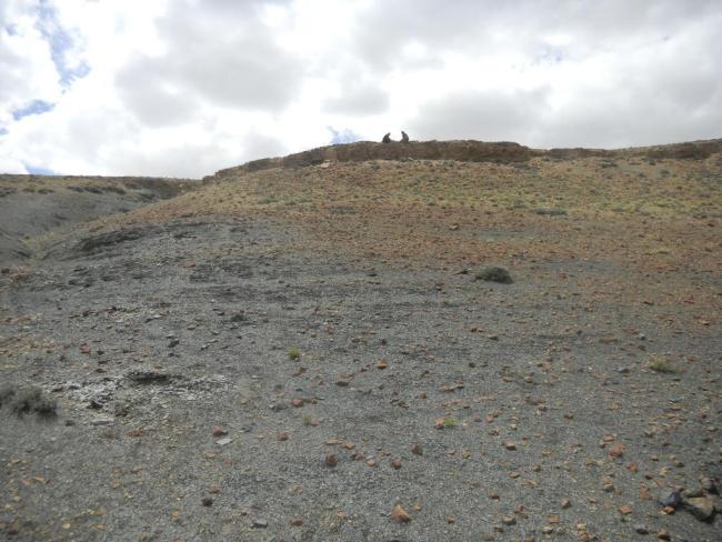 2亿多年前的花粉粒揭示陆地生物大灭绝“元凶”-第2张图片-9158手机教程网