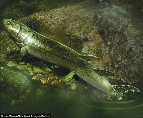 2.5亿年前 96%的物种突然消失！中国学者有了重大发现-第7张图片-9158手机教程网