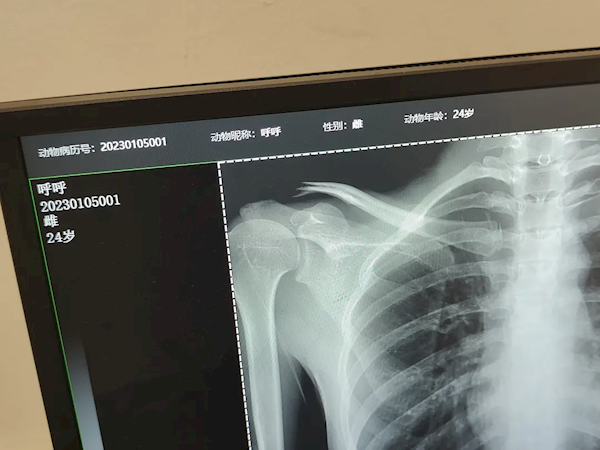 女子到男朋友宠物医院拍肺部片子 看到“24岁雌性”绷不住了-第2张图片-9158手机教程网