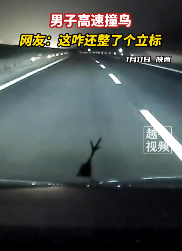 男子高速撞鸟 鸟腿成三叉戟立标 丰田秒变“玛莎拉蒂”-第1张图片-9158手机教程网