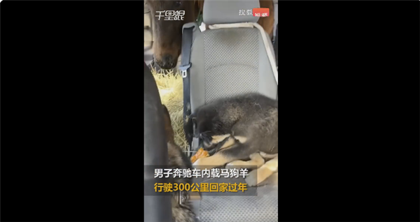 男子开豪车带马狗羊回家过年 它们都是自己的家人：画面让网友难受-第1张图片-9158手机教程网