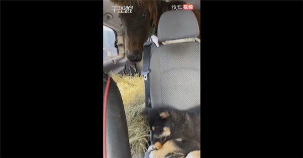 男子开豪车带马狗羊回家过年 它们都是自己的家人：画面让网友难受-第2张图片-9158手机教程网