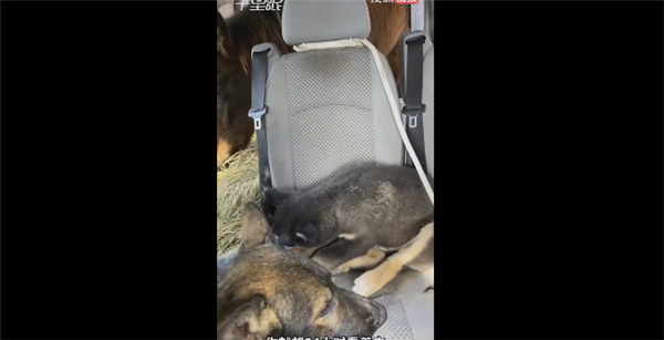 男子开豪车带马狗羊回家过年 它们都是自己的家人：画面让网友难受-第3张图片-9158手机教程网