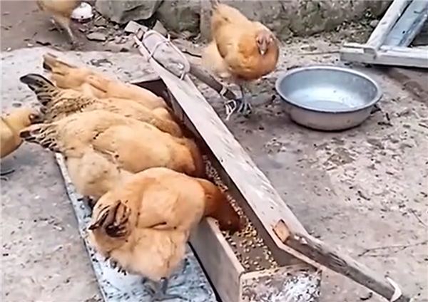 男子发明喂鸡神器防鸟偷吃 网友看笑:挺好、就是有点费鸡头-第3张图片-9158手机教程网 男子发明喂鸡神器防鸟偷吃 网友看笑:挺好、就是有点费鸡头-第3张图片-9158手机教程网