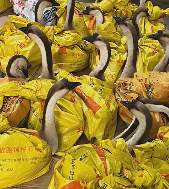 奇葩公司发大鹅当年货 员工开心又无奈：放公司很吵-第1张图片-9158手机教程网