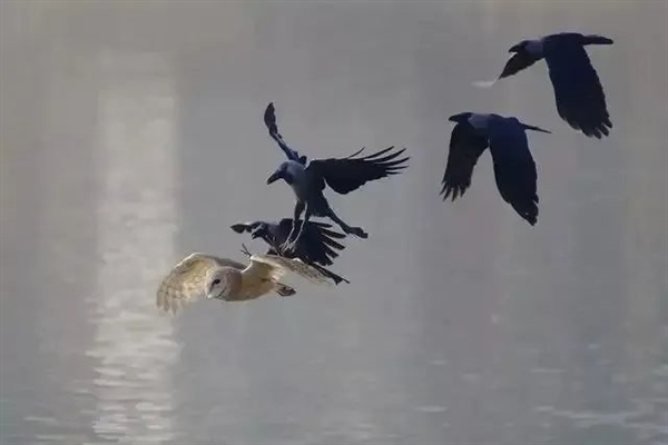 从“神鸟”到“凶鸟”：几千年来乌鸦到底经历了什么？-第4张图片-9158手机教程网