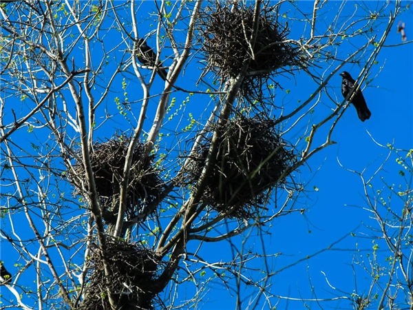 从“神鸟”到“凶鸟”：几千年来乌鸦到底经历了什么？-第15张图片-9158手机教程网