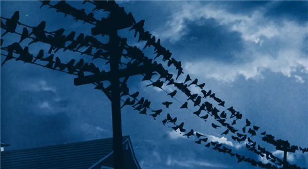 从“神鸟”到“凶鸟”：几千年来乌鸦到底经历了什么？-第9张图片-9158手机教程网