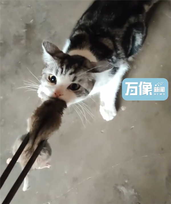 城市猫咪回村 血脉觉醒开始抓老鼠：主人用火钳都抢不走-第1张图片-9158手机教程网