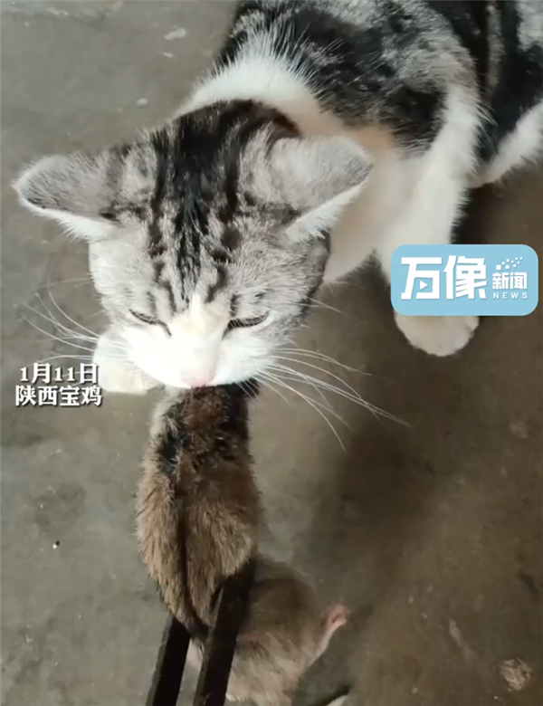 城市猫咪回村 血脉觉醒开始抓老鼠：主人用火钳都抢不走-第2张图片-9158手机教程网