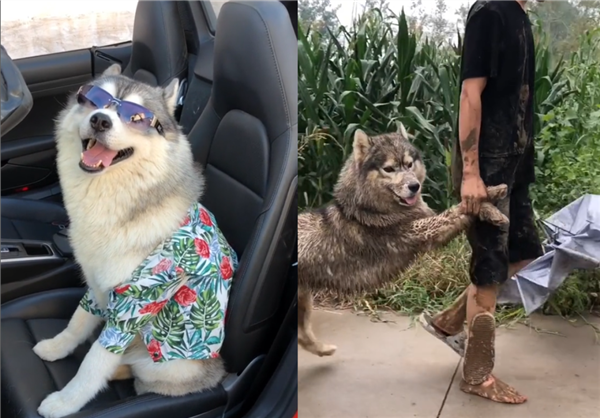 城市猫咪回村 血脉觉醒开始抓老鼠：主人用火钳都抢不走-第5张图片-9158手机教程网