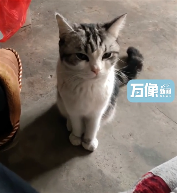 城市猫咪回村 血脉觉醒开始抓老鼠：主人用火钳都抢不走-第3张图片-9158手机教程网