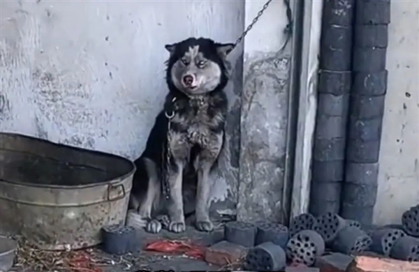 城市猫咪回村 血脉觉醒开始抓老鼠：主人用火钳都抢不走-第4张图片-9158手机教程网