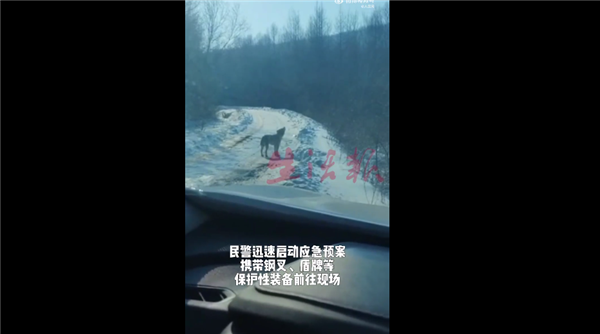 女子误把二哈当狼哭着报警 网友笑趴：哈士奇遇到伯乐了-第1张图片-9158手机教程网