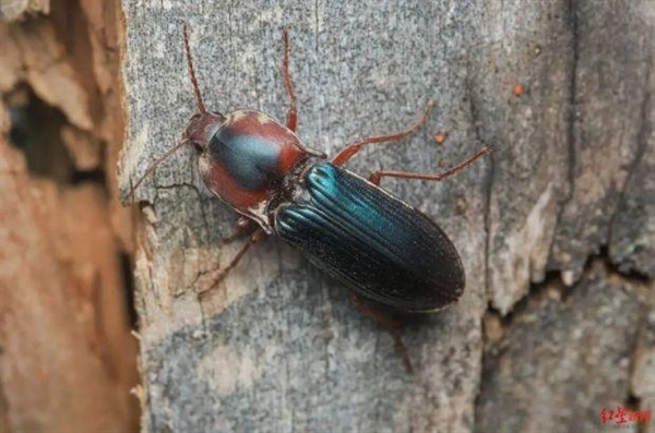 全球首现！四川一地发现新物种：长得特别好看-第1张图片-9158手机教程网