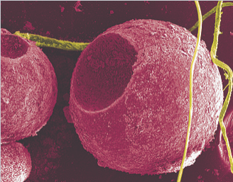 糖醋排骨里竟然藏着“高科技材料”!这么厉害 到底是个啥?-第1张图片-9158手机教程网 糖醋排骨里竟然藏着“高科技材料”!这么厉害 到底是个啥?-第1张图片-9158手机教程网