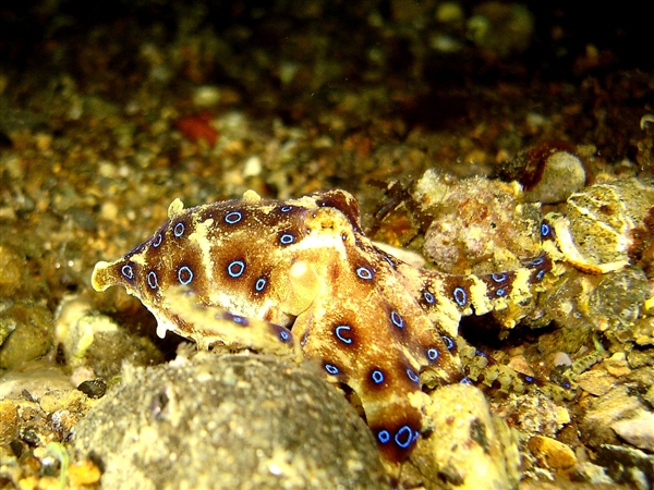 蓝环章鱼居然出现在火锅店！毒性是眼镜蛇的50倍、氰化钾的850倍-第5张图片-9158手机教程网