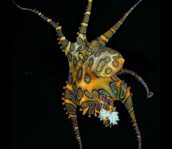 蓝环章鱼居然出现在火锅店！毒性是眼镜蛇的50倍、氰化钾的850倍-第3张图片-9158手机教程网