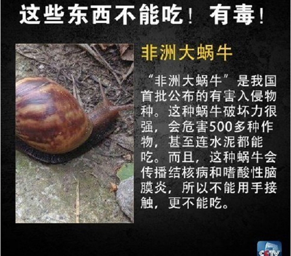 网友在山姆买到剧毒蓝环章鱼 央视科普：这几样常见食物也不能吃-第8张图片-9158手机教程网